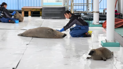 The Commonwealth of Tsukis P