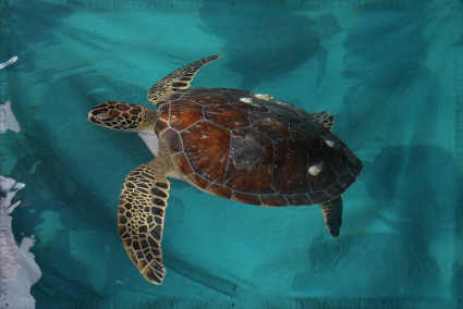 The Republic of Turtle-best