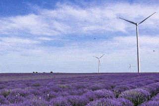 The Lilac Fields of Uydr