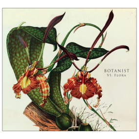 The Sultanate of VI Flora
