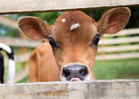 The Ugliest Cows of Wawa Fea