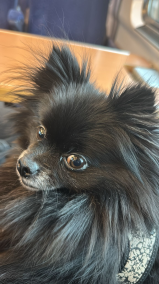 The Beautifull Country of Wo