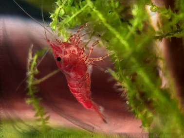 The Rogue Nation of Zinrakka